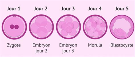 temps spermatozoïdes ovule|Stades du développement fœtal